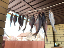 Как вялить рыбку к пенному в Волгограде