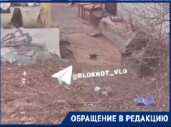 Полная антисанитария: на разгуливающих рядом с гимназией гигантских крыс пожаловались волгоградцы 
