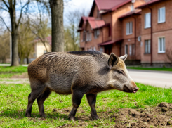 Дикого кабана заметили на юге Волгограда 