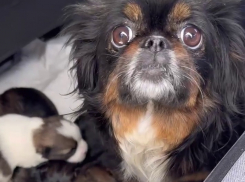 Пекинеса с щенками привезли в волгоградский приют: волонтеры в шоке от бездумного поступка