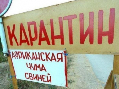 Чума снова «косит» Волгоградскую область