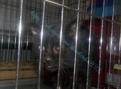 Волгоградцы неделями ходили мимо умирающего на их глазах кота