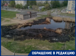 В Волгограде при пожаре у пруда сгорали животные: видео