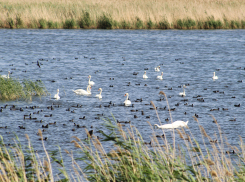 Пруды очистных сооружений КАУСТИКа подтвердили статус места обитания краснокнижных птиц