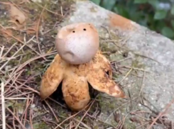 Этот гриб лучше не трогать: россиянам пригрозили штрафом