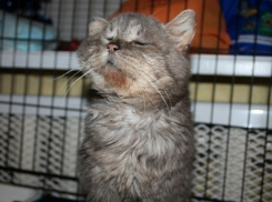 Волонтеры Волгограда ищут хозяина и одежду для кота по имени Дед Матвей