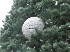 Экологическую елочку в природном парке Волгограда на Новый год выберут школьники