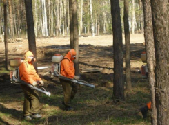 В волгоградских лесах начали травить вредителей