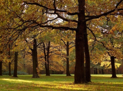 Из-за вырубки деревьев для отопления волгоградцу грозит до 6 лет тюрьмы