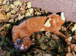 Выходные начались в Волгограде с безморозной субботы