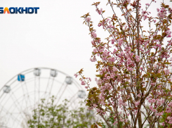 Волгоград и Михайловка оденутся в праздничное убранство ко Дню Победы