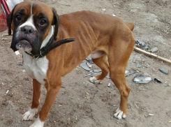 Волонтеры Волгограда спасли погибающего породистого пса