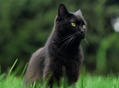 «Стучат по дереву, плюют через левое плечо»: Волгоград попал в топ суеверных городов