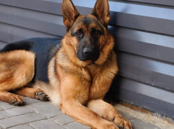 Ищущая взрывчатку служебная овчарка пропала в Волгограде