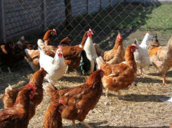 Под Волгоградом селянин вынес из сарая соседки 36 куриц