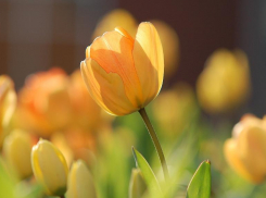 Гороскоп на неделю: наступило удачное время для Тельцов и прибыльное для Львов