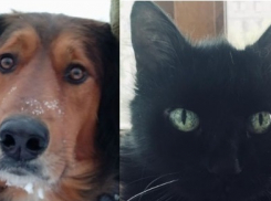 Волгоградцы сделали выбор между собаками и кошками