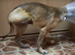 Заживо гниющему щенку пришлось ампутировать лапу в Волгограде