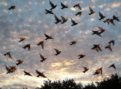 В день возвращения перелетных птиц в Волгоградской области потеплеет до +27ºС 