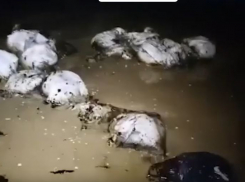 Мешки с вытекшим из волгоградских танкеров мазутом уносит в Чёрное море из-за шторма