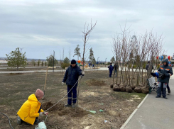 Волгоградцы высадят фамильные деревья в ЦПКиО на выходных