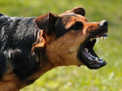 Карантин по бешенству введен в центре Волгограда