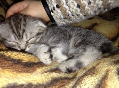 Волгоград вошел в рейтинг по нетолерантности к домашним животным