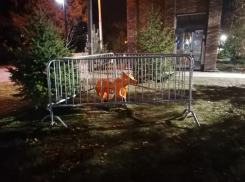 Полигональных зверей в парке заперли в клетках от волгоградцев