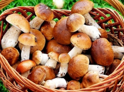 13 человек отравились грибами в Волгоградской области