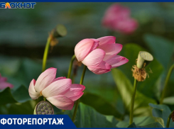Увядающие лотосы на уникальном озере под Волгоградом показал фотограф