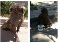 Пожилого шарпея выбросили умирать на улицу в Волгограде