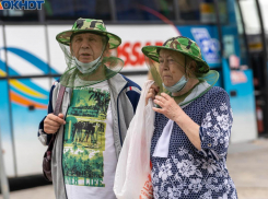 Хищные насекомые появились на улицах Волгограда
