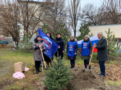 Волгоградцы назвали замаливанием грехов акцию единороссов с высадкой деревьев