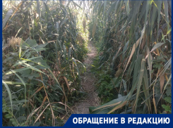 «Старики не могут попасть в храм»: змеи расплодились в зарослях камыша в Волгограде