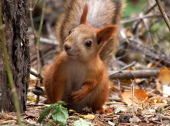 Жительница Волгограда попала в больницу после встречи с белками на Мамаевом кургане