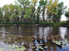 Под Волгоградом пенсионер из Тулы заблудился в Ленинской пойме