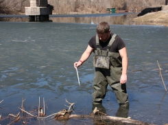 Травить мошку будут с научным подходом в Волгоградской области