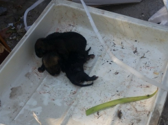 Новорожденных щенков выбросили в мусорку на западе Волгограда 