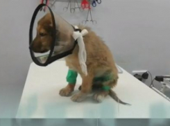 Распоротый живот и перерезанное горло: волгоградские зоозащитники решили бороться с живодерами с помощью юристов