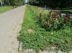 После жесткой критики жителей в Волгограде расчистят от сорняков главные клумбы в центре