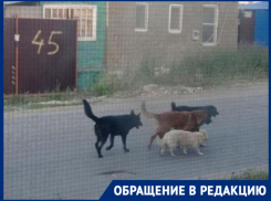 «Ждите, вы в очереди 2475-е»: отлов не справляется с бродячими собаками в Волгограде