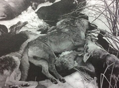 В Волжском расстреляли 26 собак и бросили трупы на всеобщее обозрение