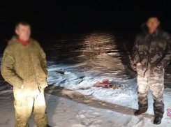 Мясо краснокнижных сайгаков пустили на еду оголодавшие волгоградцы