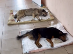 В Волгограде продолжают массово травить собак