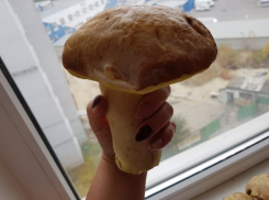 Массовые отравления грибами зафиксированы в Волгоградской области