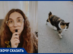 Котов с отрезанными хвостами начали находить в Волгограде
