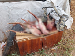 Охотников на краснокнижных сайгаков в Волгоградской области сняли на видео