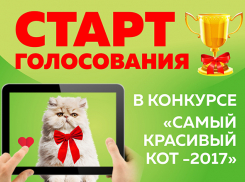 Стартует голосование за победителей конкурса «Самый красивый кот-2017»