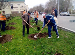 Волгоградские ветераны высадили на набережной катальповую аллею