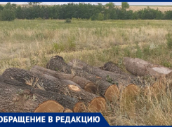 Десятки столетних дубов вырубают под Волгоградом